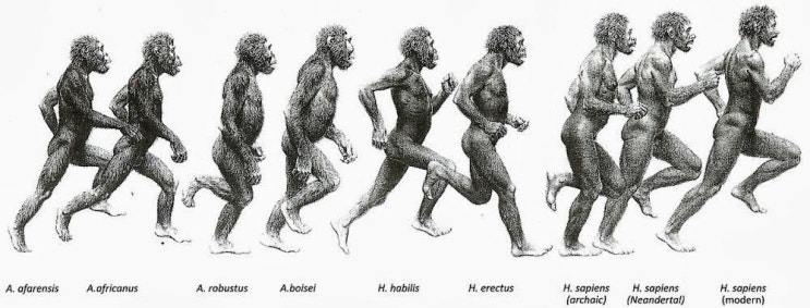 The Endurance Running Hypothesis: Bramble & Lieberman's 2004 Nature ...