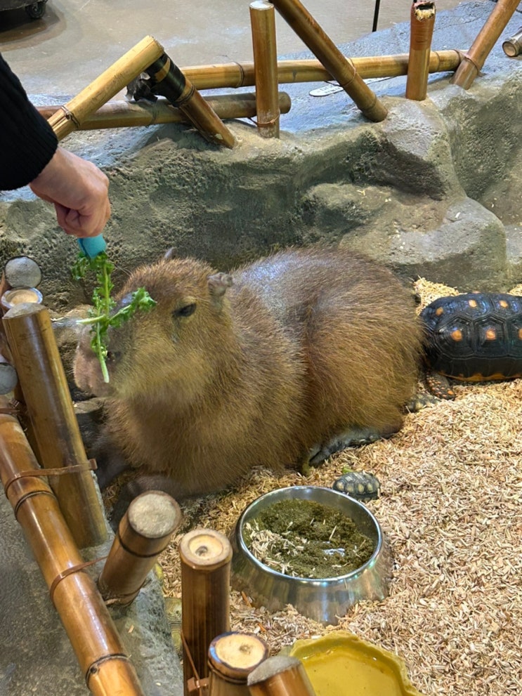부산 실내 동물원 추천 / 명지 라라쥬 동물원 / 임산부 나들이...