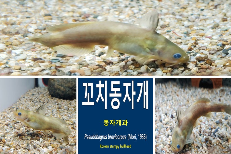 꼬치동자개 [Pseudobagrus brevicorpus](2) 동자개종류 천연기념물 제 455 호 우리나라 민물고기 빠가사리 ...