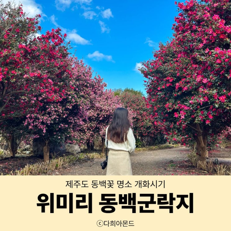 제주도 동백꽃 명소 개화시기 위미리 3760 동백 군락지 현황