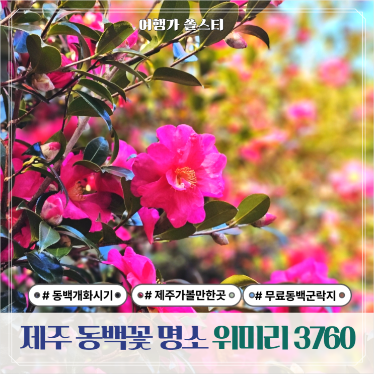 제주도 동백꽃 개화시기 방문한 위미리 3760