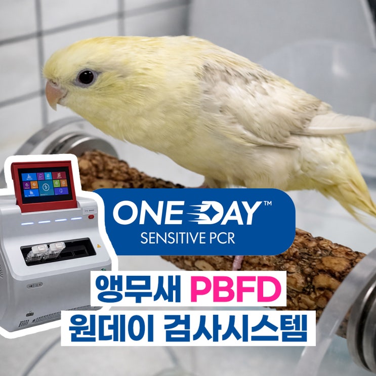 앵무새 4대질병(PBFD, PDD 등) 당일 진단 가능한 [원데이 센서티브 PCR] : 네이버 블로그