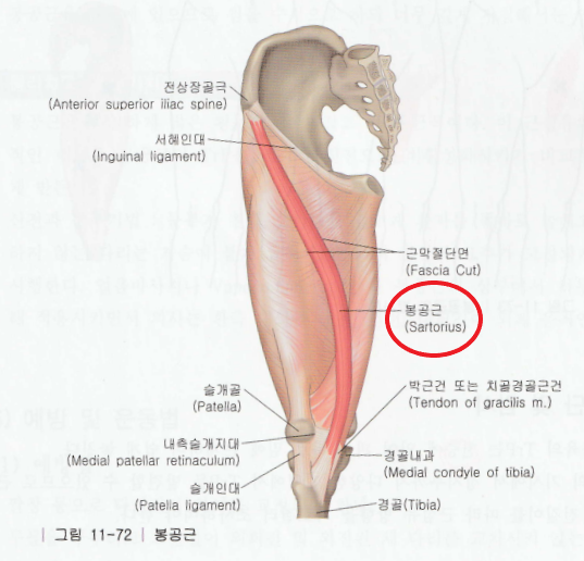 종로 헬스장_ 봉공근(Sartorius muscle)이란? : 네이버 블로그