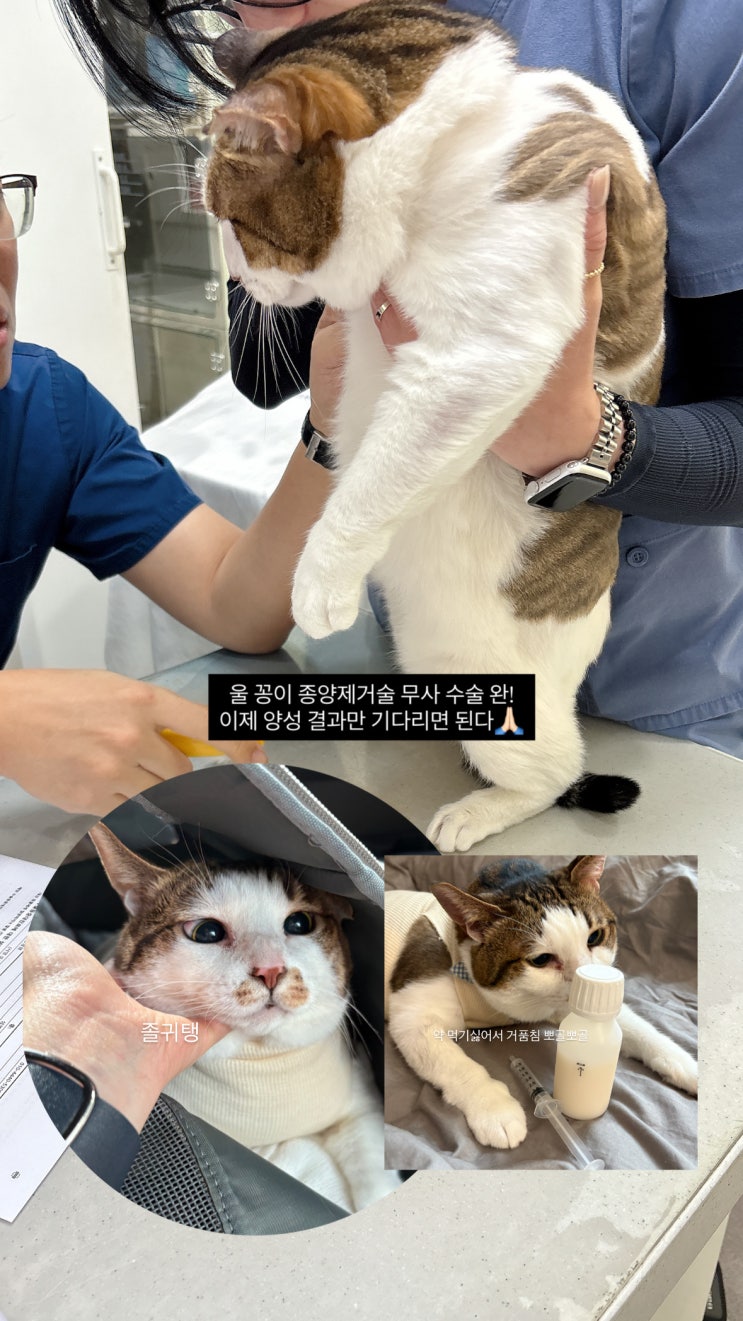 고양이 유선종양 진단+ 종양 제거 수술 후기 : 네이버 블로그