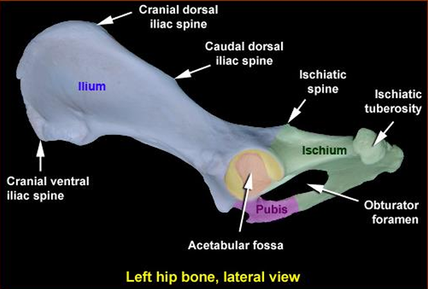 개 관골절구 골절 수술과 치료 전략 총정리｜ORIF·FHNO 선택 기준과 실제 임상 증례 : 네이버 블로그