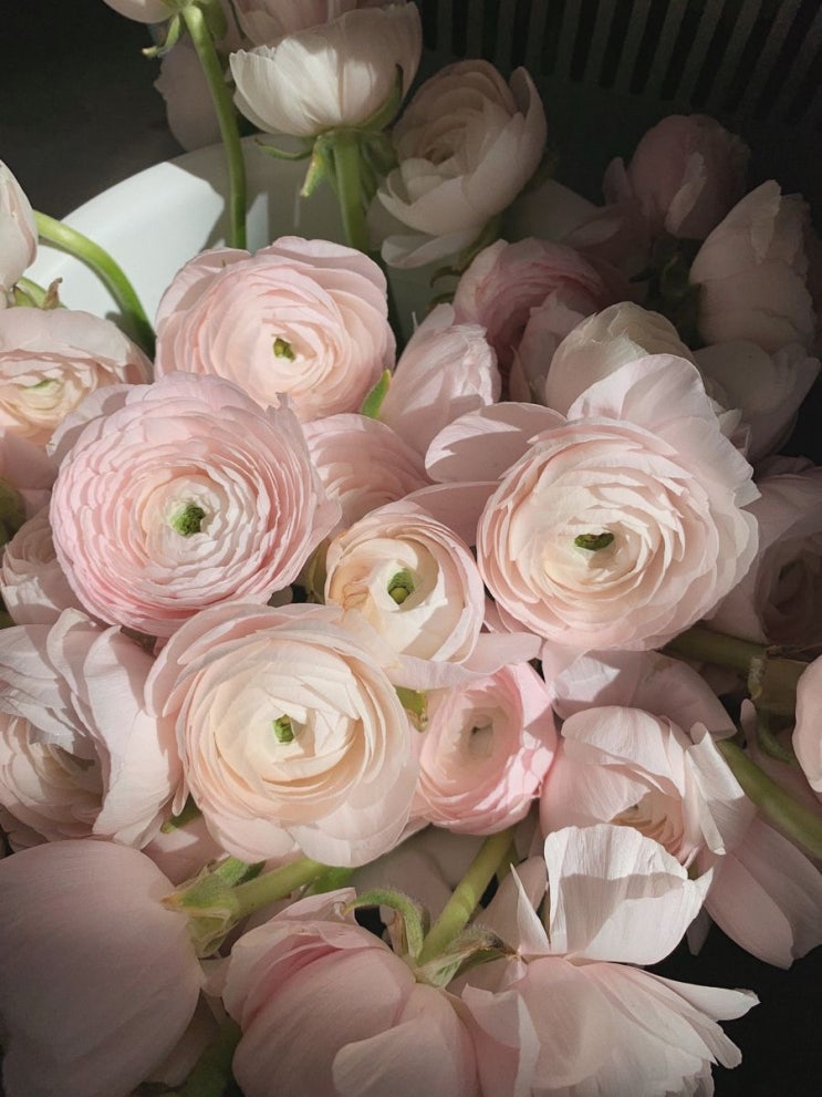 Season of Bloom — 블룸노트 : 라넌큘러스 (Ranunculus) : 네이버 블로그