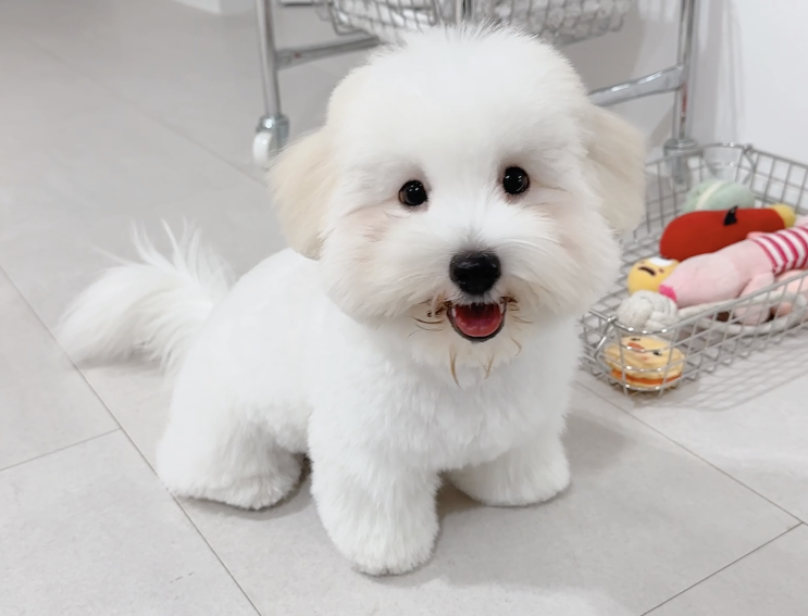 소형견 종류 꼬똥 드 툴레아, 꼬동 직접 키워보니 어려운점 : 네이버 블로그