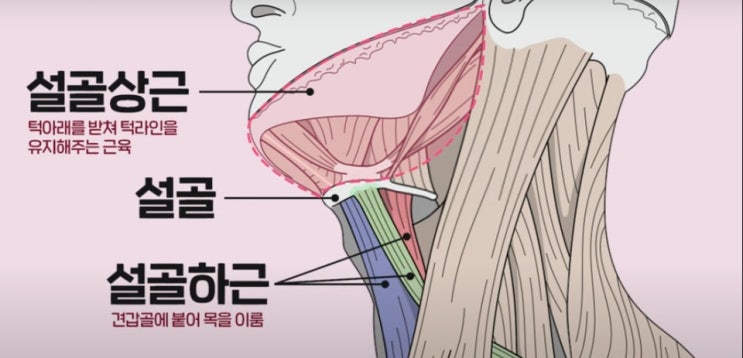 설골–쇄골–말단으로 이어지는 회전의 흐름 : 네이버 블로그