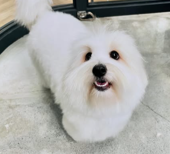 꼬똥 드 툴레아 꼬동 어떤 강아지? f.코통드튈레아르 : 네이버 블로그