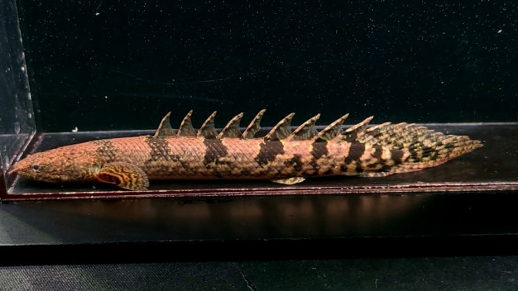 금일 The Polypterus Lab 홈페이지에 신규 개체들이 업로드 되었습니다. : 네이버 블로그