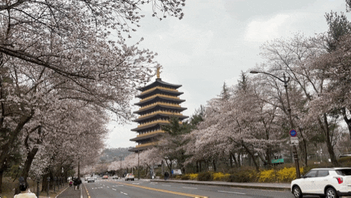 경주 벚꽃 명소 대릉원 돌담길 황룡원 실시간 개화 주차장 포토존 ....