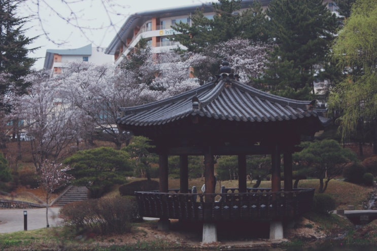 경주 벚꽃 명소 보문정 실시간 개화 상황, 사진 찍기 좋은 봄 여행 ....