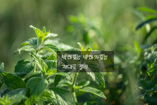 시원한 향기~박하효능 박하차효능 제대로 정리 : 네이버 블로그