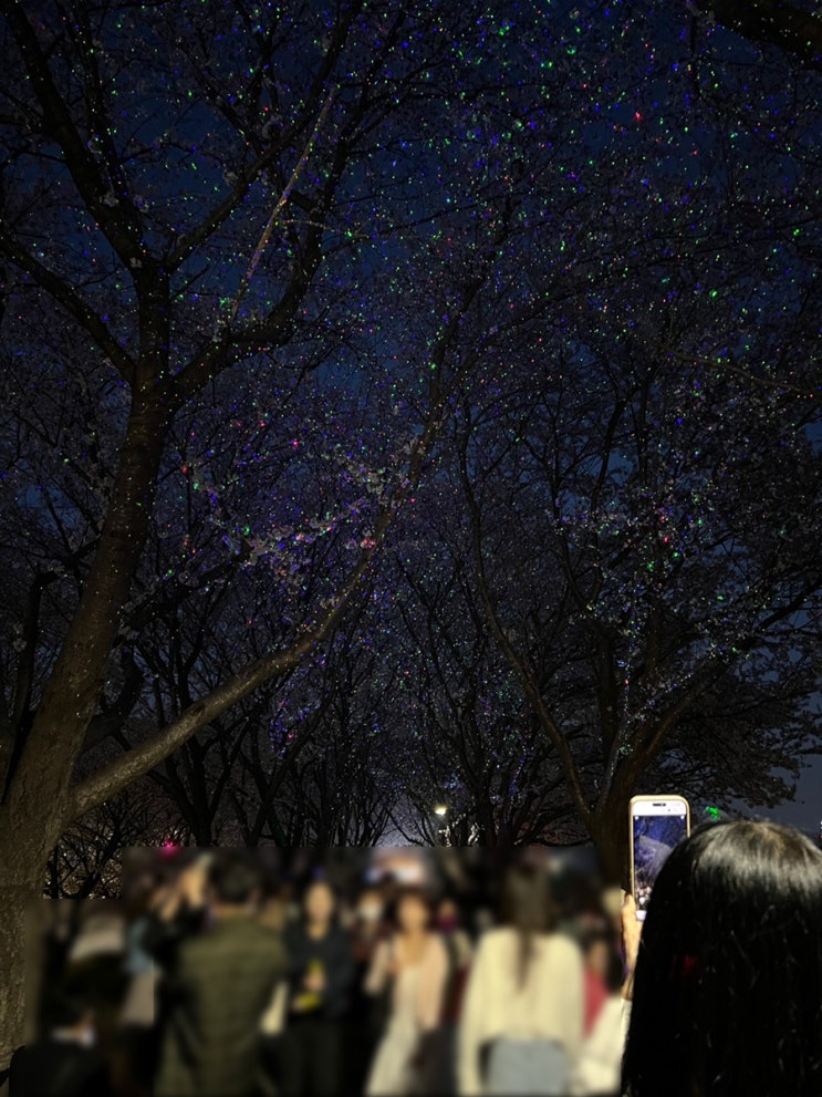 2026 부산 강서 낙동강 30리 벚꽃축제 야경 조명, 부스 위치 둘러보기