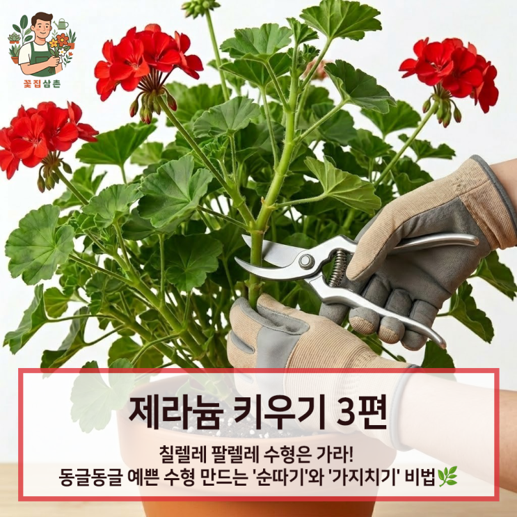 [제라늄 키우기 3편] 칠렐레 팔렐레 수형은 가라! 동글동글 예쁜 수형 만드는 '순따기'와 '가지치기' 비법 ️🌿 : 네이버 블로그