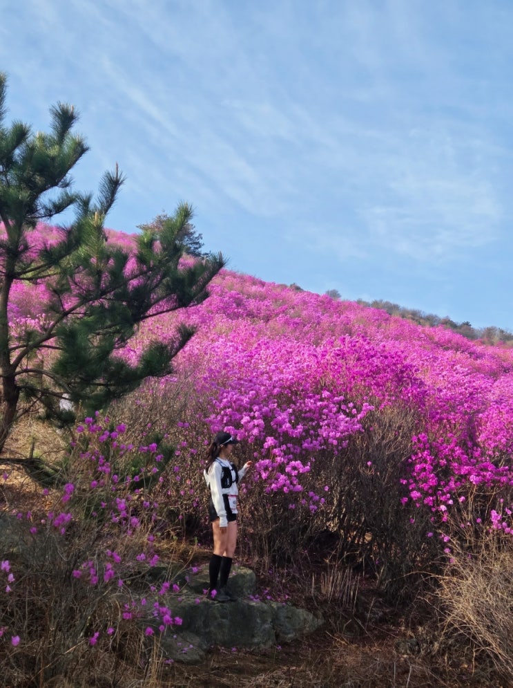 여수 영취산 진달래 트레일레이스 초보들도 갈수있는 코스