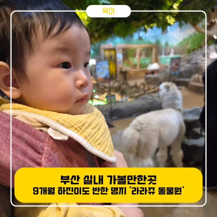 [부산 명지] 9개월 아기 하진이와 첫 동물원 나들이! 라라쥬...