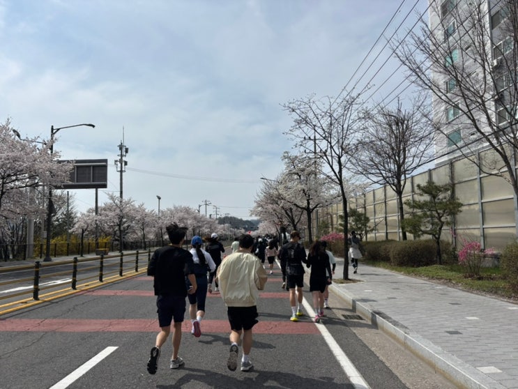 2026 영주소백산마라톤 벚꽃런 10km 완주 후기