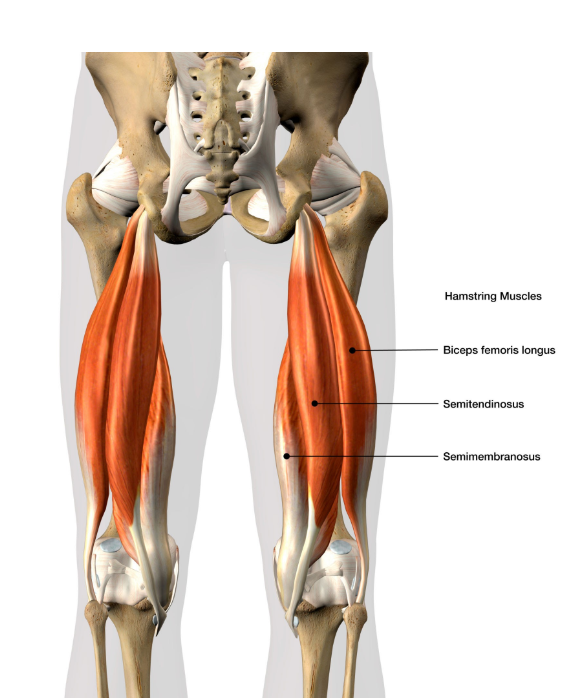 [Day 10] Hamstrings, Adductor Group + Cadillac : 네이버 블로그