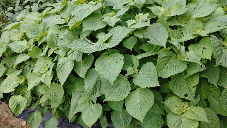 깻잎 수확을 위한 들깨 심는시기 키우기 (씨앗 파종시기 모종 심기 방법) : 네이버 블로그