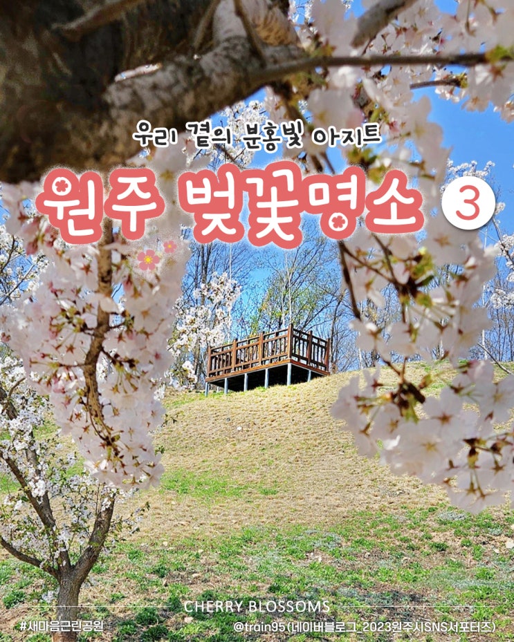 원주시 공식 블로그 벚꽃명소 이미지