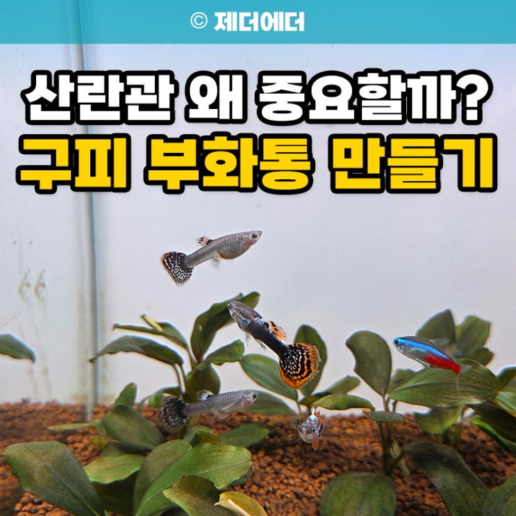 구피 부화통 만들기 구피산란 산란관 왜 중요할까? 치어 생존율 높이는 방법 : 네이버 블로그