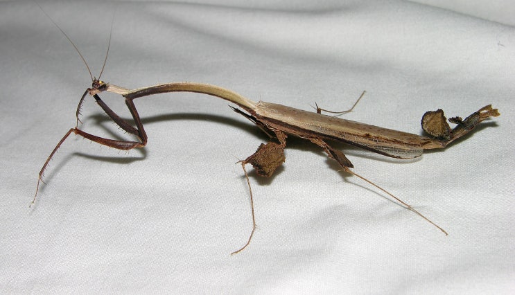 생물도감-악마꽃사마귀(Idolomantis diabolica), 덴티큘레라사마귀(Toxodera denticulata, a.k