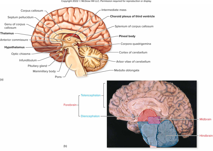 8.3 간뇌(Diencephalon); 시상, 시상상부, 시상하부, 뇌하수체 (thalamus, epithalamus ...