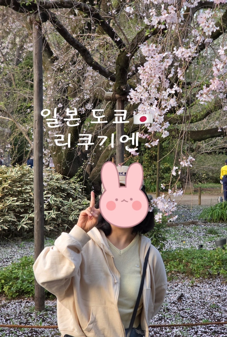 일본 도쿄 벚꽃 명소 리쿠기엔 정원 벚꽃 후기