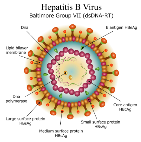 🧬 HBV DNA PCR 정량검사 판독법 완벽 정리 (의료진·실무자 기준) : 네이버 블로그