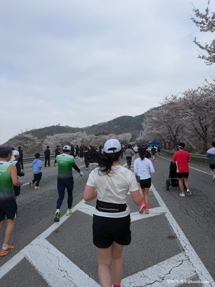 2026 제22회 예산 윤봉길 전국 마라톤 대회 10k 완주 후기(벚꽃런, 주차)