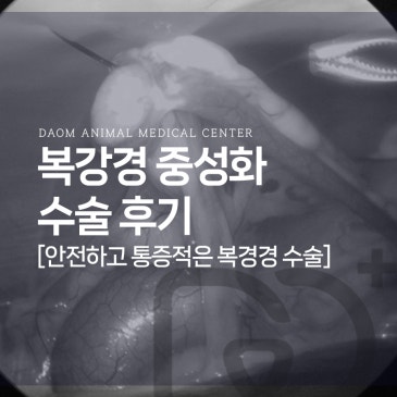 청주 동물병원 중성화 암컷 강아지 복강경 중성화수술 후기