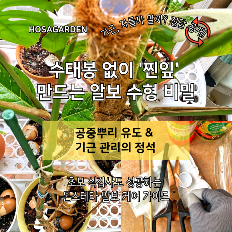 수태봉 없이 몬스테라 알보 수형 잡기: 공중뿌리 유도로 잎 찢는 법 : 네이버 블로그