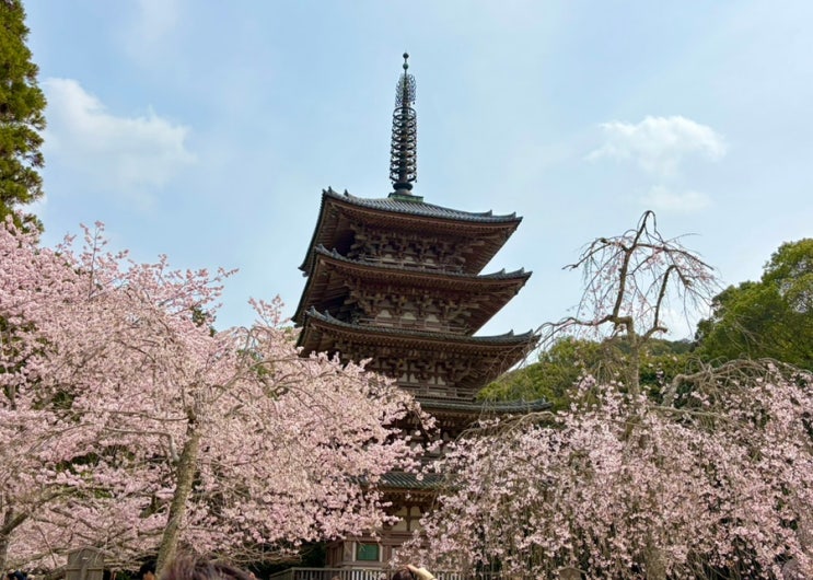 [교토 ː '26 春] 다이고지(醍醐寺) 가람(伽藍) & 야마시나 수로(山科疏....