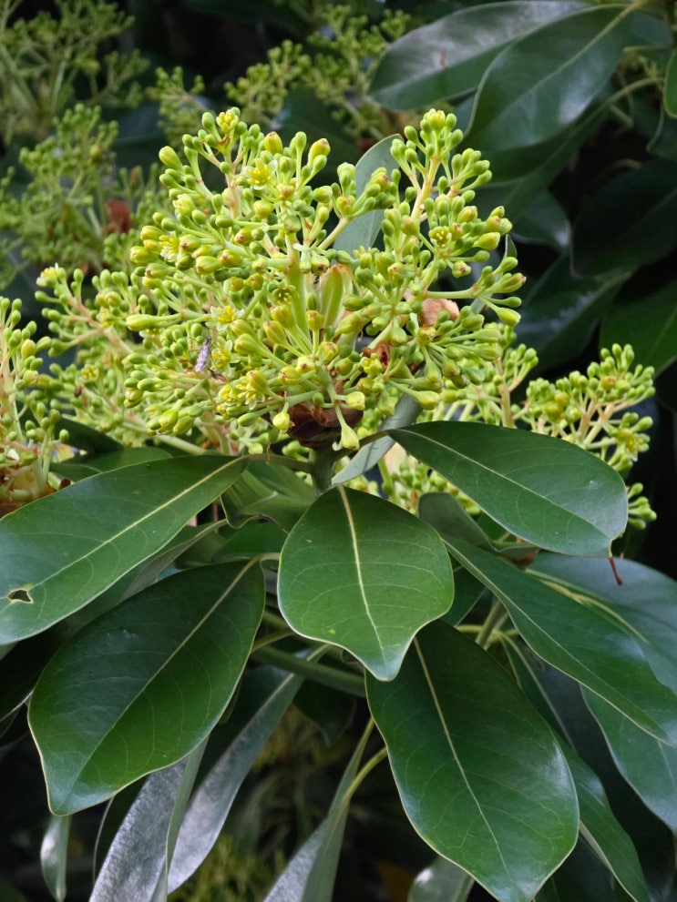 후박나무(Machilus Tree) (26.3월) : 네이버 블로그