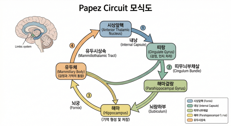 Papez circuit은 파페즈 써킷인가? : 네이버 블로그