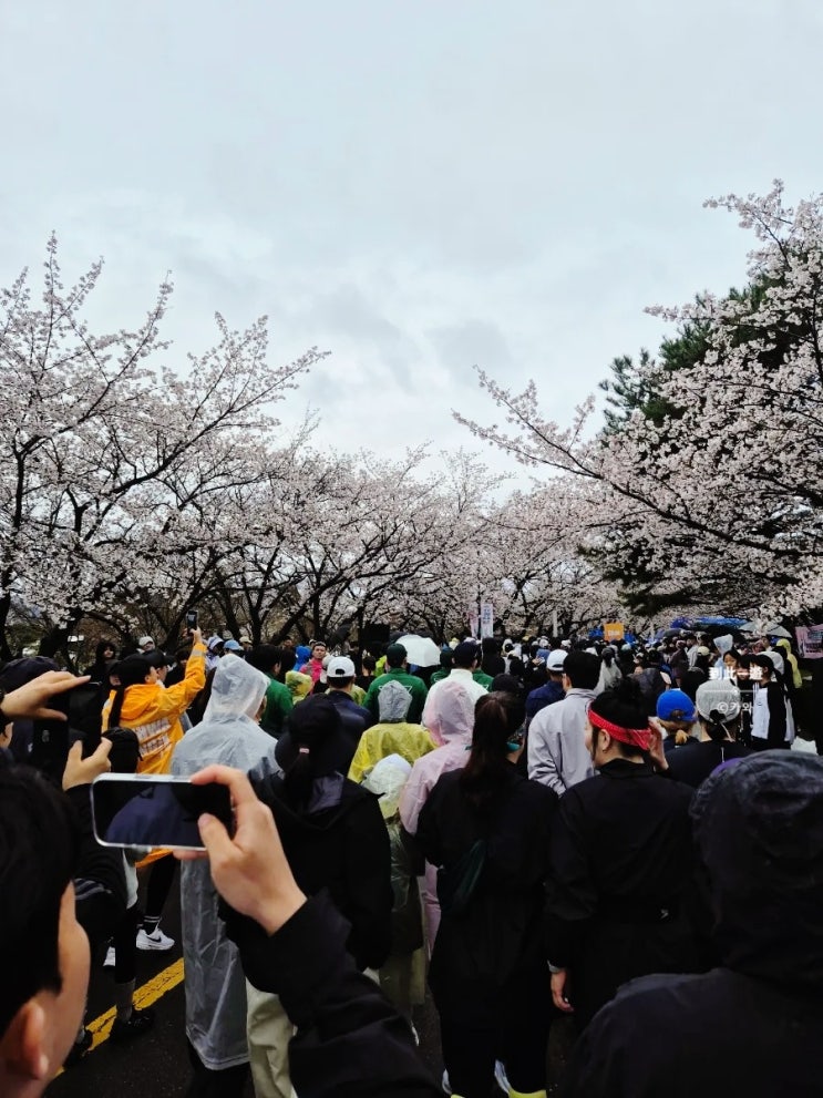 2026 영암왕인문화축제, 영암벚꽃마라톤 5km 완주