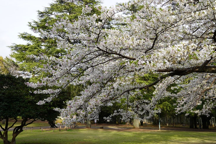 또쿠오카라 부르는 세번째 후쿠오카 여행기 #3. 벳푸공원 3월말 풍경