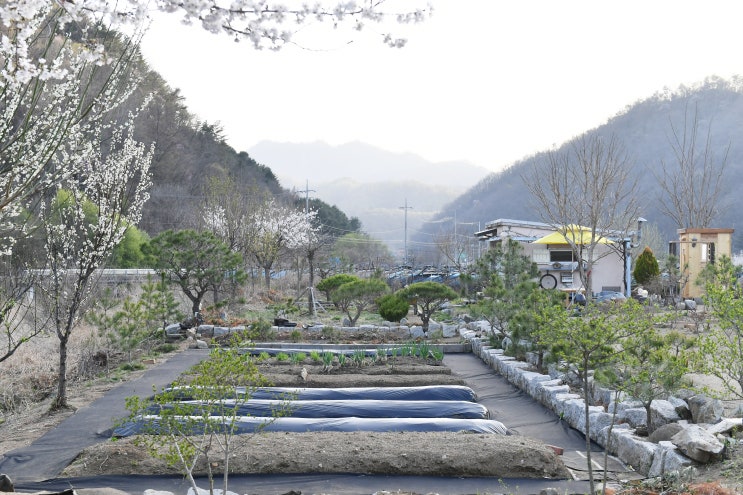 작은 텃밭, 멀칭하고 제초매트를 깔다. : 네이버 블로그