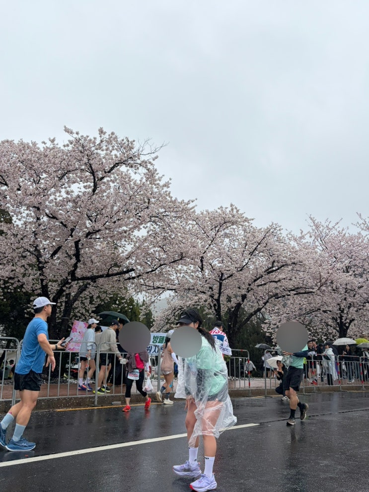 2026 경주벚꽃마라톤 하프 후기 : 경벚마 폭우 첨벙런 💦