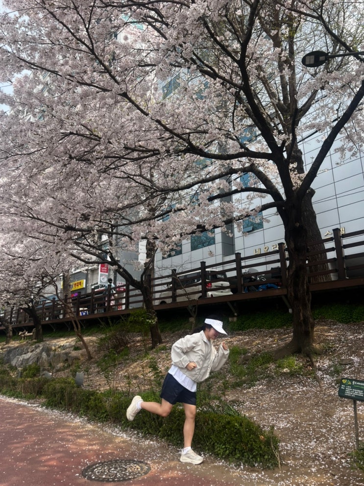 혜자 마라톤, 은평 불광천 벚꽃 마라톤 대회(+벚꽃 개화,기념품, 축제)