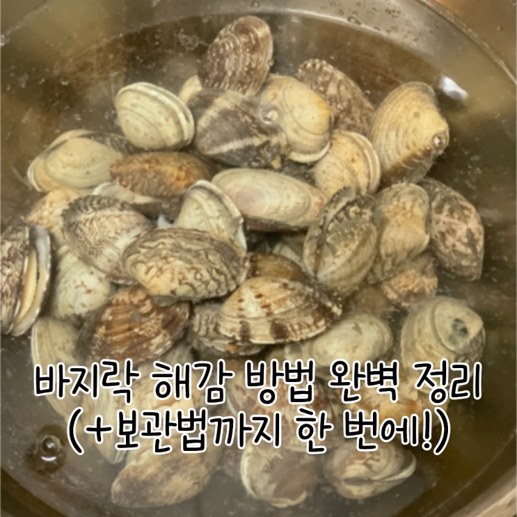 바지락 해감 방법 완벽 정리 (+보관법까지 한 번에!)