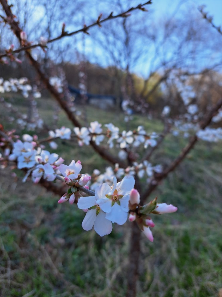가장 잔인한 달, 4월의 꽂 : 네이버 블로그