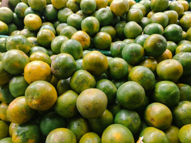[🍏청귤차 효능] 비타민 C 폭탄 청귤차(Green Tangerine Tea) : 네이버 블로그