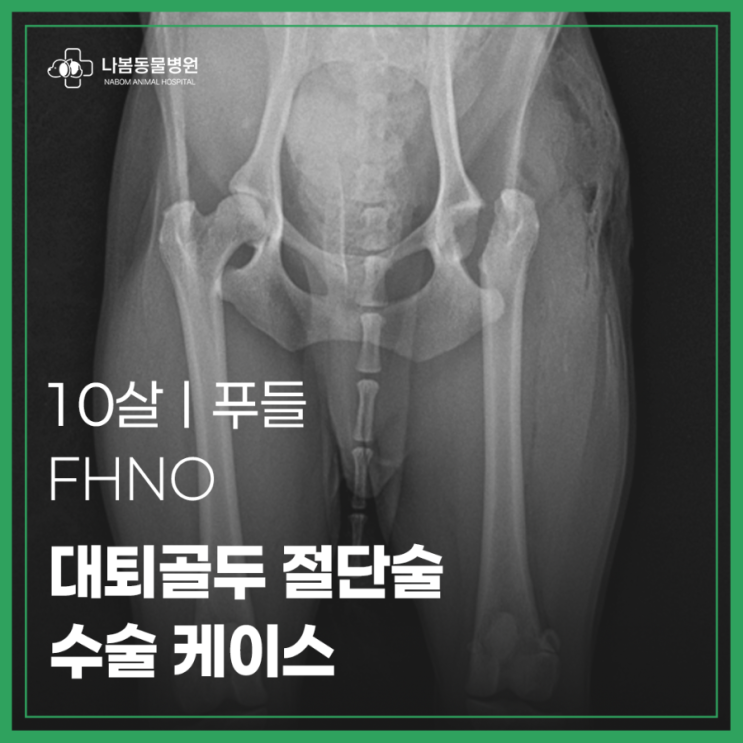 10살 푸들 FHNO 대퇴골두 절단술 수술 케이스 대퇴골 탈구 청주 증평 나봄동물병원 : 네이버 블로그