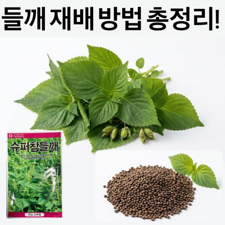 들깨 재배 방법 총정리!｜심는 시기, 심는 방법, 수확 시기까지 : 네이버 블로그