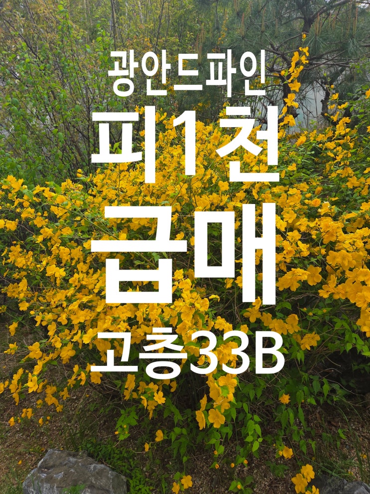 광안드파인 33B 고층 남서 프리미엄 1천만원 : 네이버 블로그