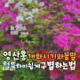 영산홍 개화시기 꽃말 특징 철쭉 차이 쉽게 구별하는법