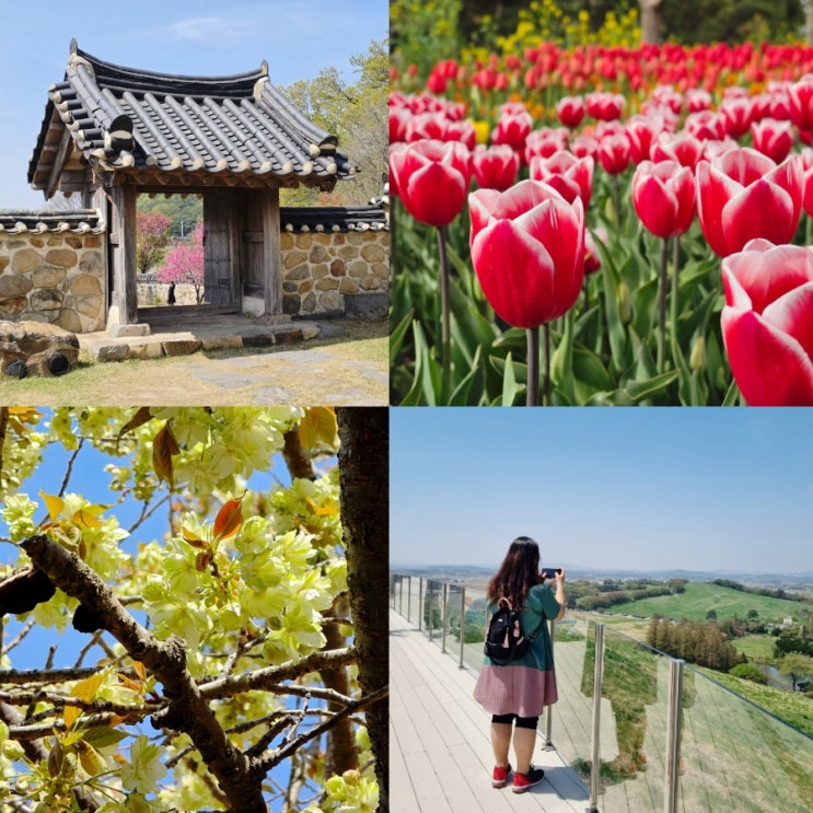 충남 서산 태안 꽃여행 코스 개심사 겹벚꽃 청벚꽃 태안세계튤립축....