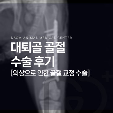 청주 고양이 병원 고양이 대퇴골 골절 교정 수술 후기